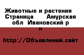  Животные и растения - Страница 30 . Амурская обл.,Ивановский р-н